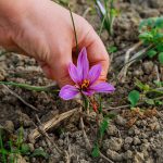 فواید زعفران برای سلامت و زندگی بهتر